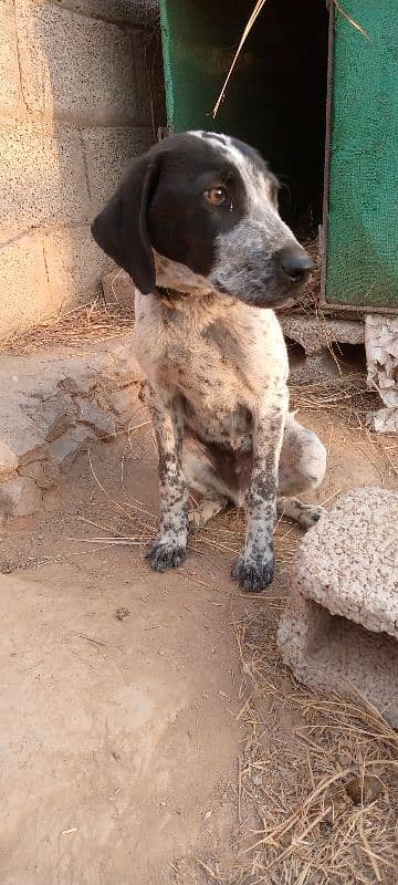 English pointer Male 1