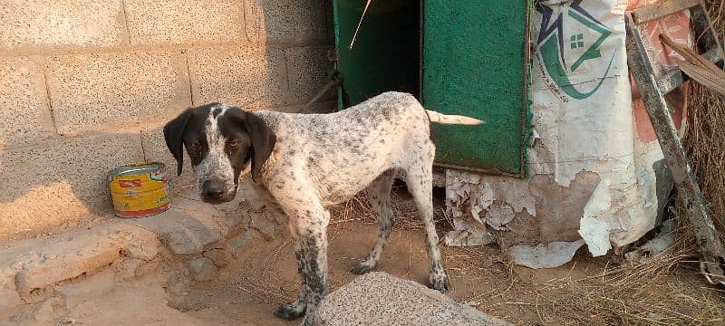 English pointer Male 2