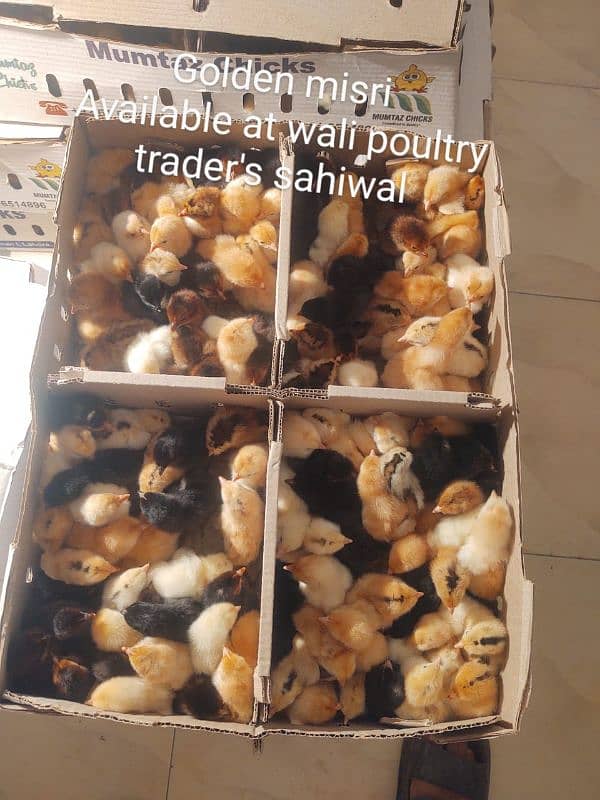 Golden Misri Chicks / chiks / chuza / golden Chicks For Sale 0