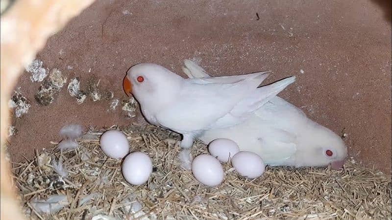 albino white jawa 1