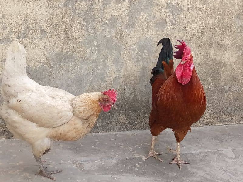 1 cock and 2 hens 2