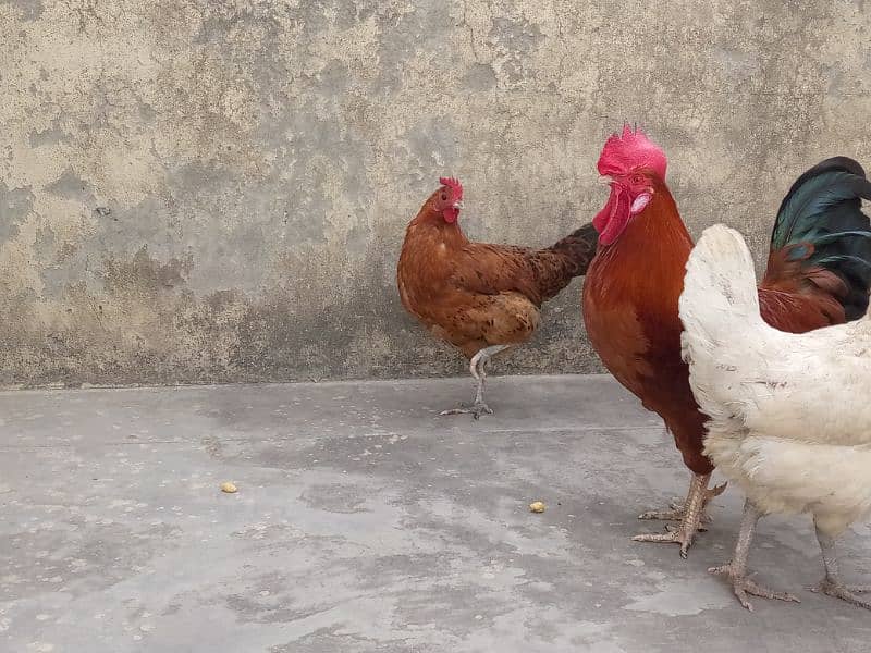 1 cock and 2 hens 3