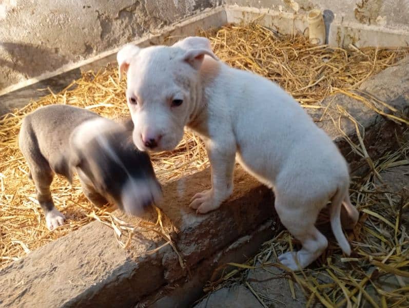 pitbull jora for sale 0