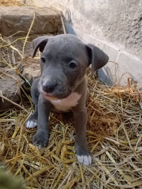 pitbull jora for sale 1