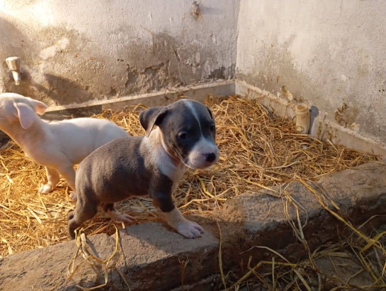 pitbull jora for sale 3