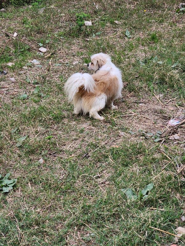 Dog For Sale - Pure Tibetan Breed Urgent sale 6