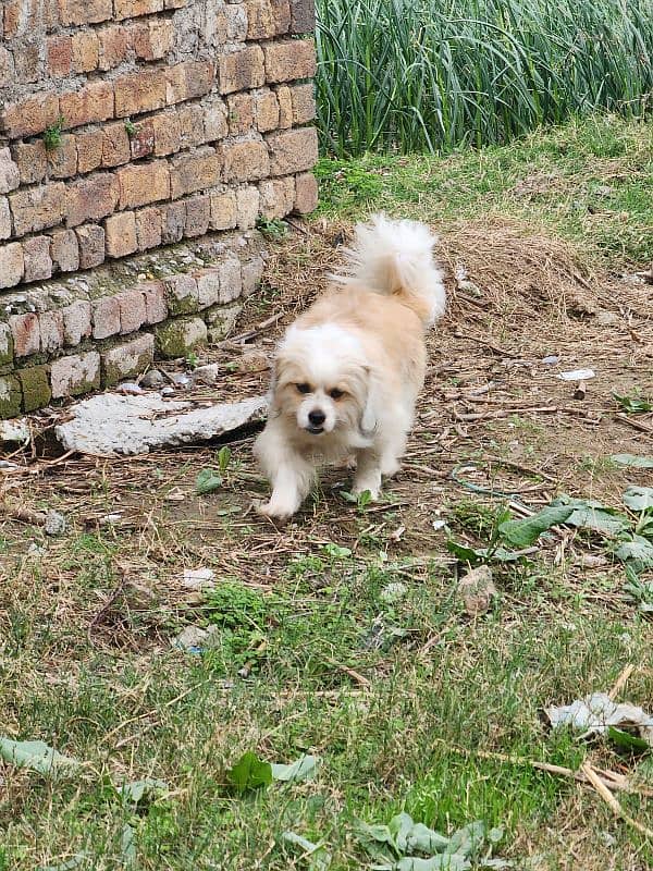 Dog For Sale - Pure Tibetan Breed Urgent sale 7