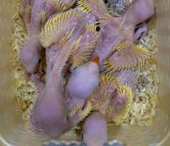 Yellow ringneck Chicks