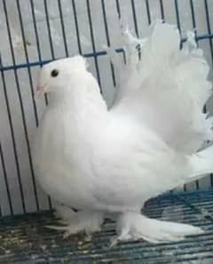 pure white & black pairs breeder