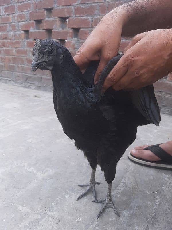 2 female ayam sumani 2