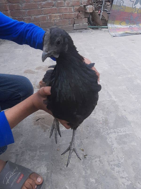 2 female ayam sumani 3