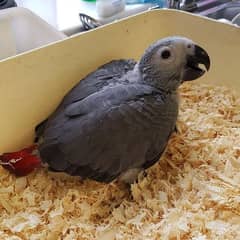 African grey parrot chips for sale 03378603189