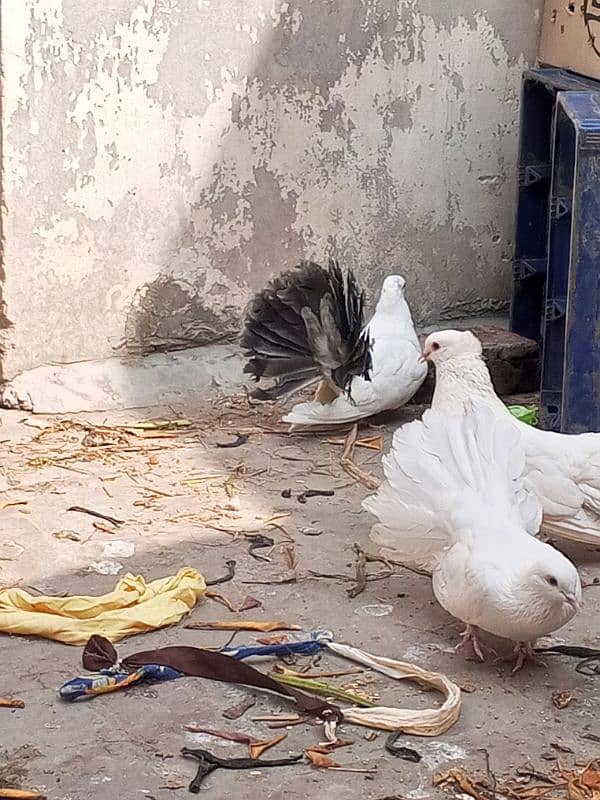 black tail pigeon for sale in cheep price 0