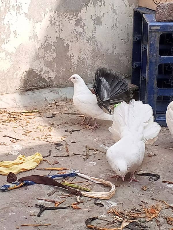 black tail pigeon for sale in cheep price 2