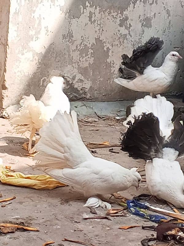 black tail pigeon for sale in cheep price 3