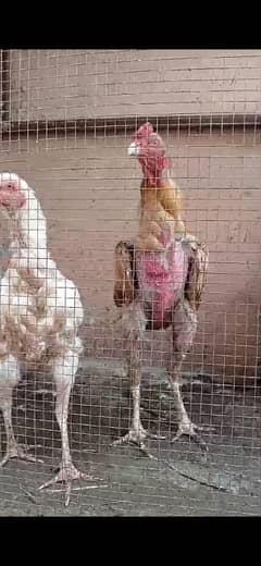 Aseel Mianwali 2 breeder Male 4 eggs lying Female's