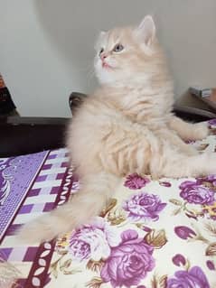 Persian kitten for sale | double and triple coated |