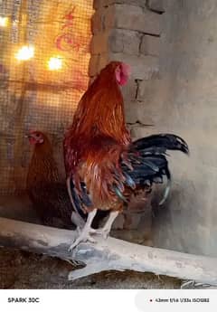 Golden misri hen pair whatapp #03096158229