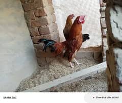 Golden misri hen pair whatapp #03096158229