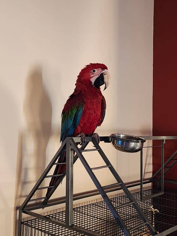 Green Wing Macaw,Brdr Galah,Triton Chic&Breeder Female,Amazon,Red Lory 1