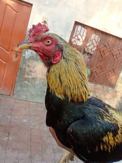 Pure aseel jawa male for sale