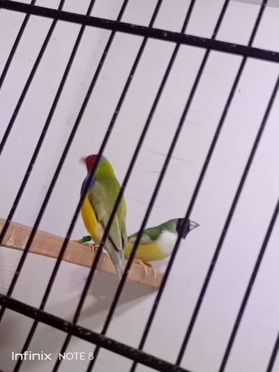 Gouldian