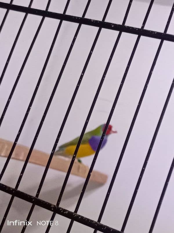 Gouldian Adult pairs 2