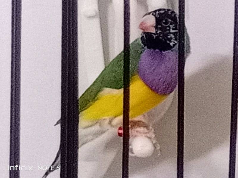 Gouldian Adult pairs 3