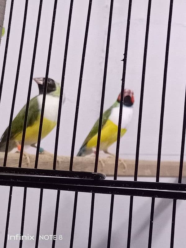 Gouldian Adult pairs 5