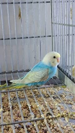 parrot for sale