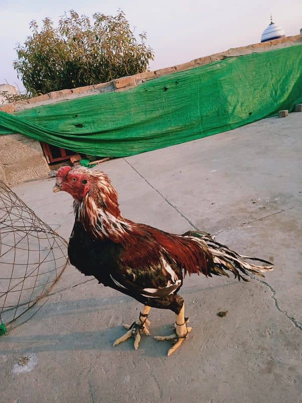 aseel breeder murgha for sale wattsapp 03175251510 4