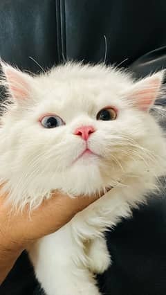 Persian White Kitten with Odd Eyes for Sale | Pure Breed