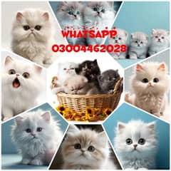 Persian Kittens | Persian Cat | Punch Face Persian | Triple Coated