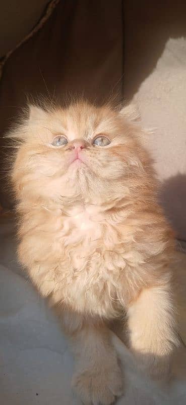 High quality punch face kittens 0
