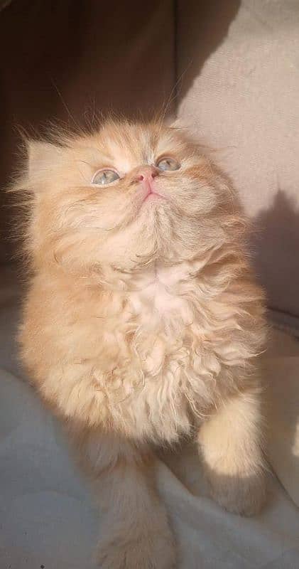High quality punch face kittens 2