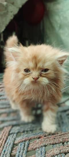 ginger male kitten