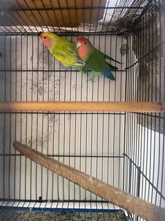 lovebird for sale