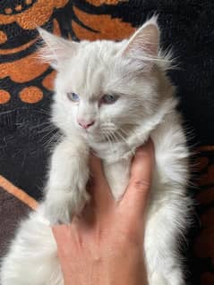 Persian cat blue eyes