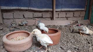 pure miawali breed k chicks father pic attached