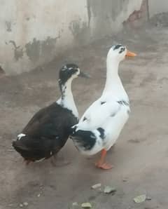 Beautiful cute pair of duck