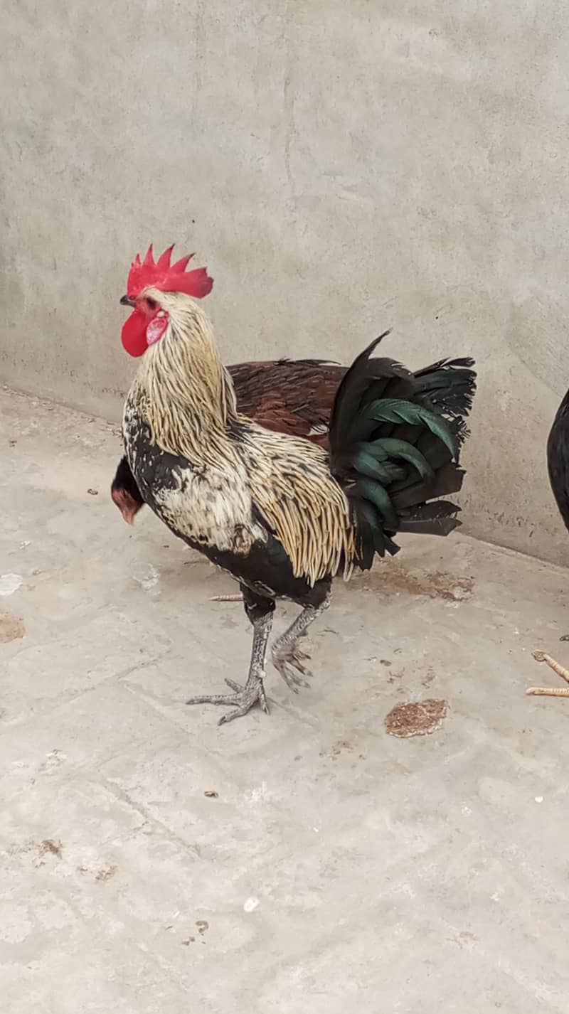 Desi breeder Murgha 1