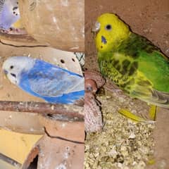 budgies pair and 2 males