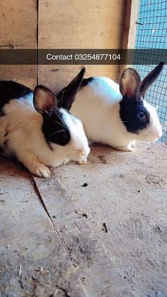 Breeder rabbits pair