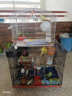 11 Parrots with foldable cage and ACCEROIES for sale