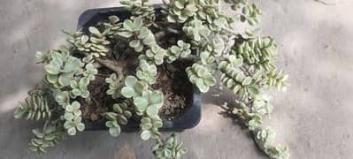 Variegated Elephant Bush Plant