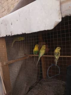 Australian parrots