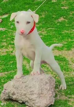 pure kuhati gultair male puppy pink nose healthy and active