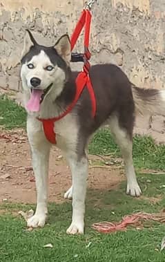 siberian husky male blue eyes healthy and active full train for sale