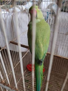 Green Raw Parrot For Sale