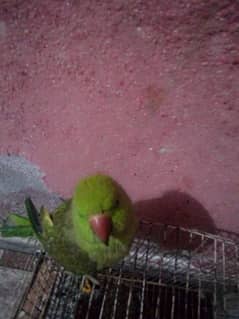 green ringneck parrot for sale